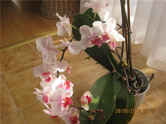 cvijet